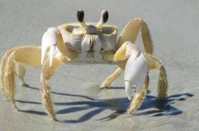 ���г�з�ܳ��𣿾��г�з��ͼƬ