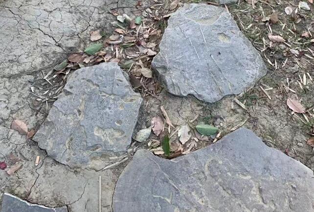 ʲô��ɭϵӢ���������۶̾�˸���