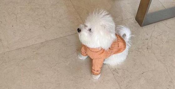 小狗返乡途中晕车还被猫打了一巴掌